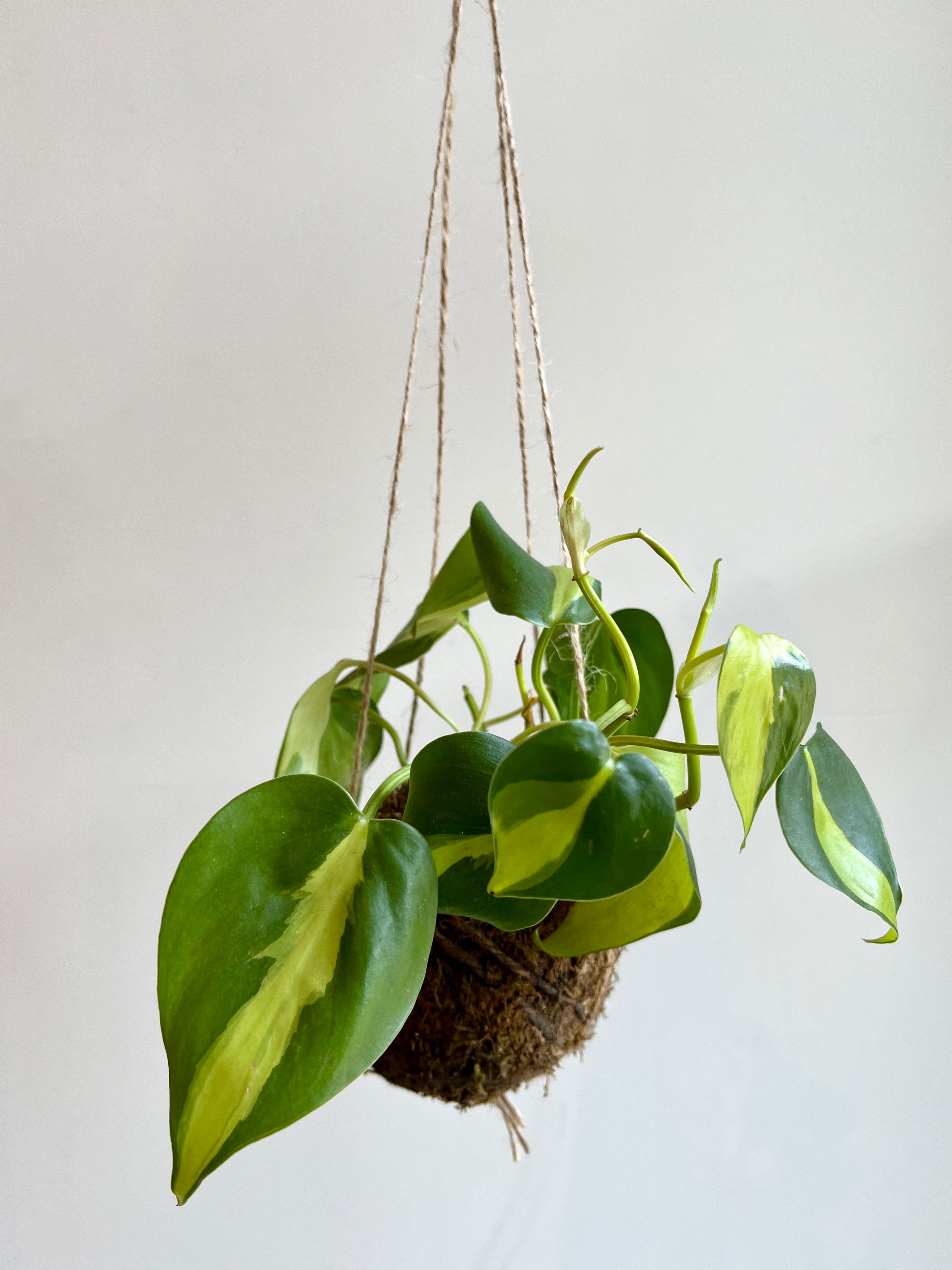 Philodendron 'Brasil' Kokedama Moss Ball Hanging Plant