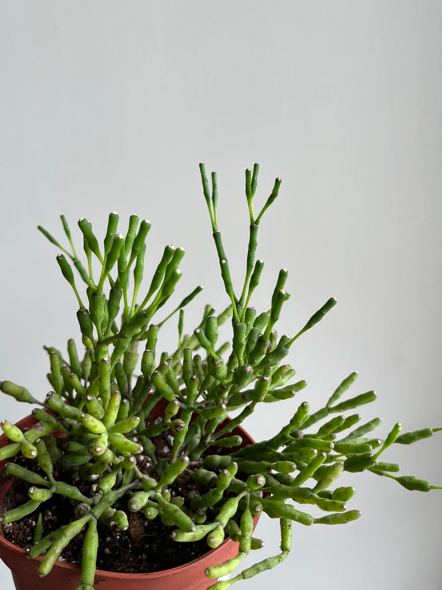 Rhipsalis Hatiora Salicornioides 'Dancing Bone Cactus'