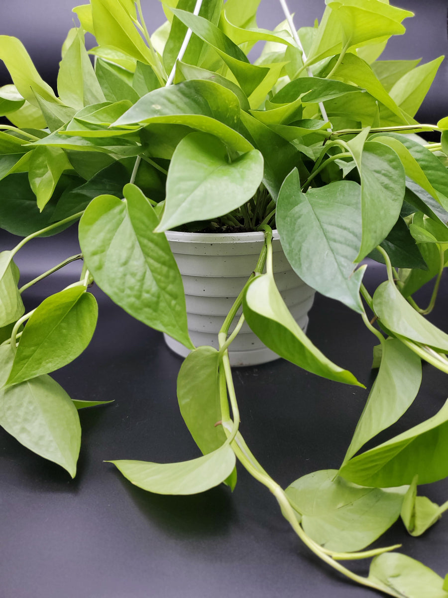 Plant Salon - Neon Pothos