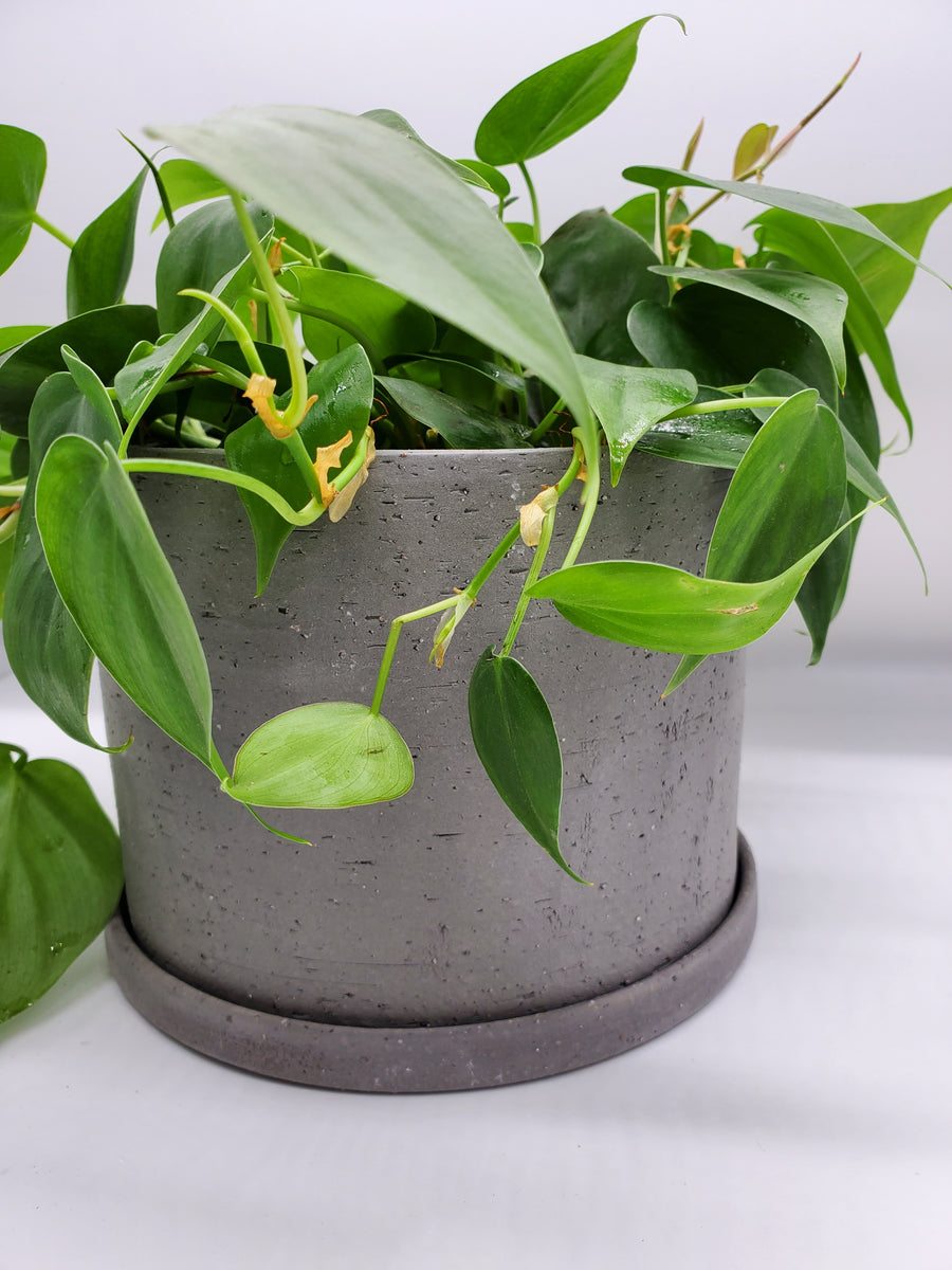 Plant Salon - Easton Pot
