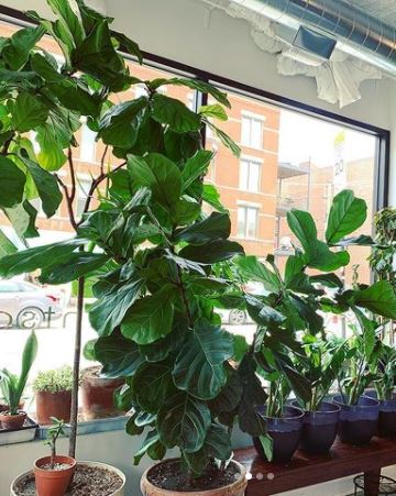 padle møbel Hold sammen med Fiddle Leaf Fig Ficus Lyrata tree | Plant Salon