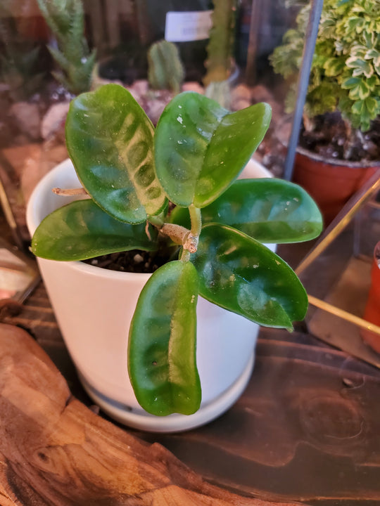 Caring for your new Hoya plant!