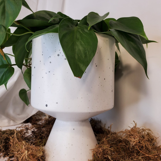 When and How to Repot Your House Plants