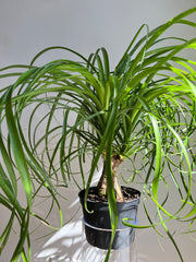 Ponytail palm with extra long thin green leaves and a short trunk