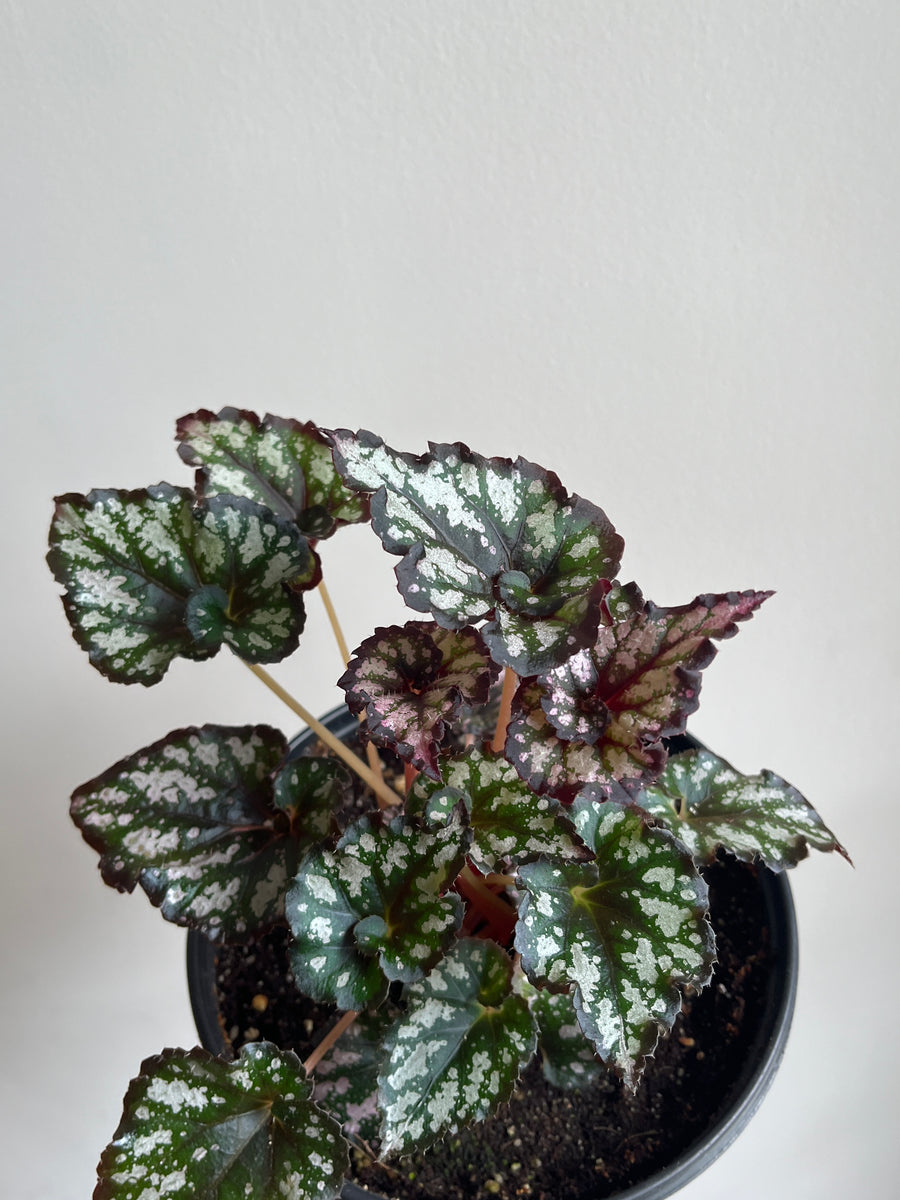 Begonia Summer Storm with dark green and purple leaves and light pink or silver spots