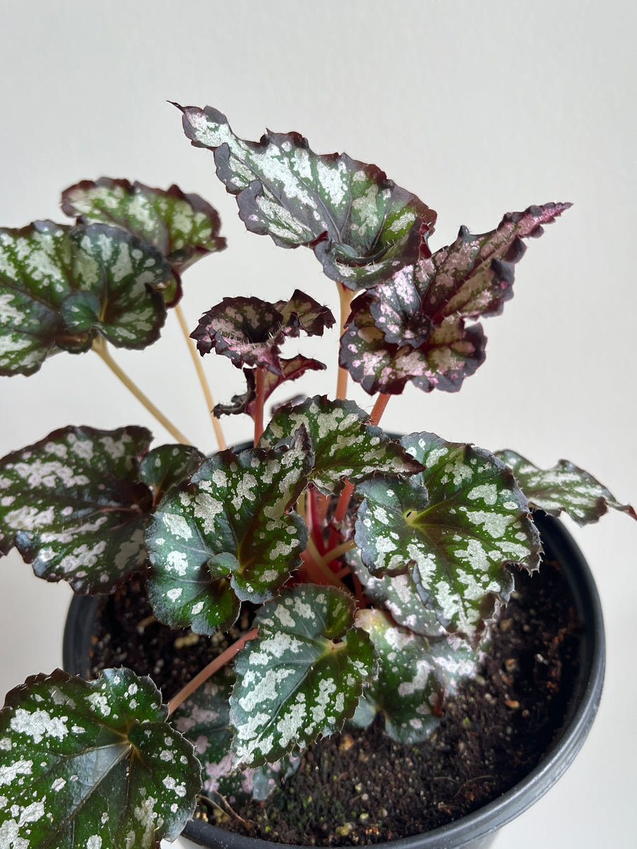 Close up of Begonia Summer Storm with dark green and purple leaves and light pink or silver spots