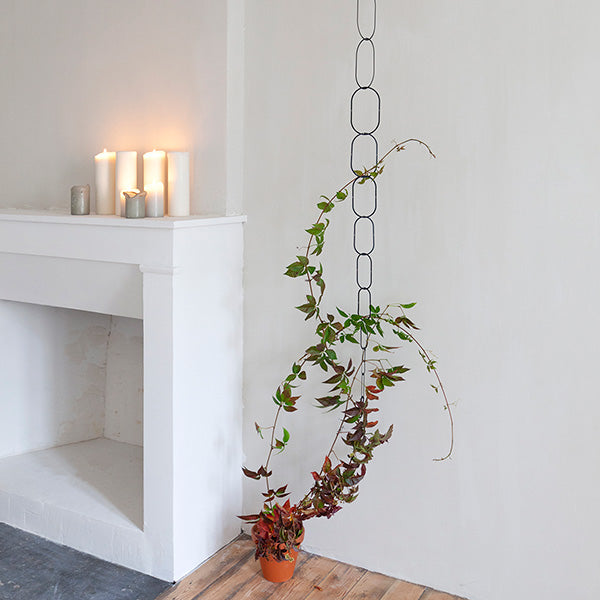 Brass Chain - Plant support for climbing plants - Plant Salon