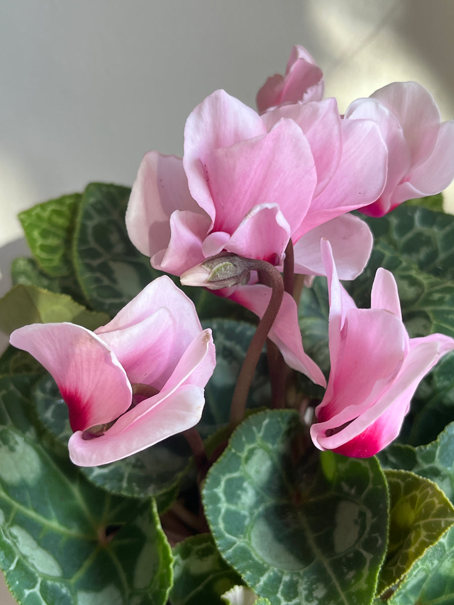 Up close of pink flowers with multiple petals and new flower budding