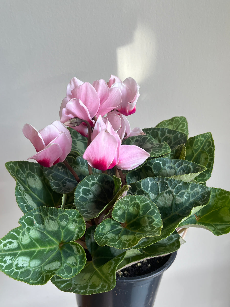 Plant with green and white paterend leaves and pink flowers