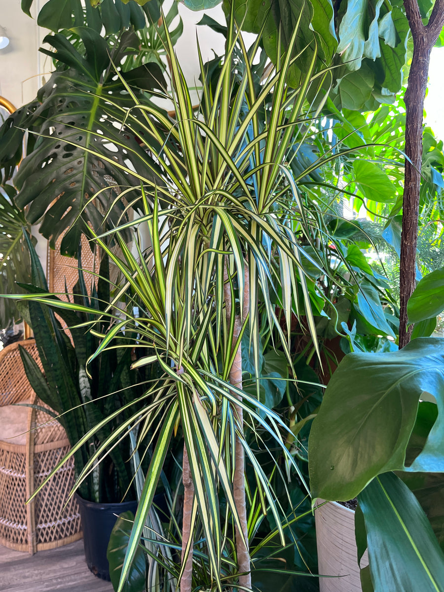 Tall indoor tree with yellow and green long thin leaves