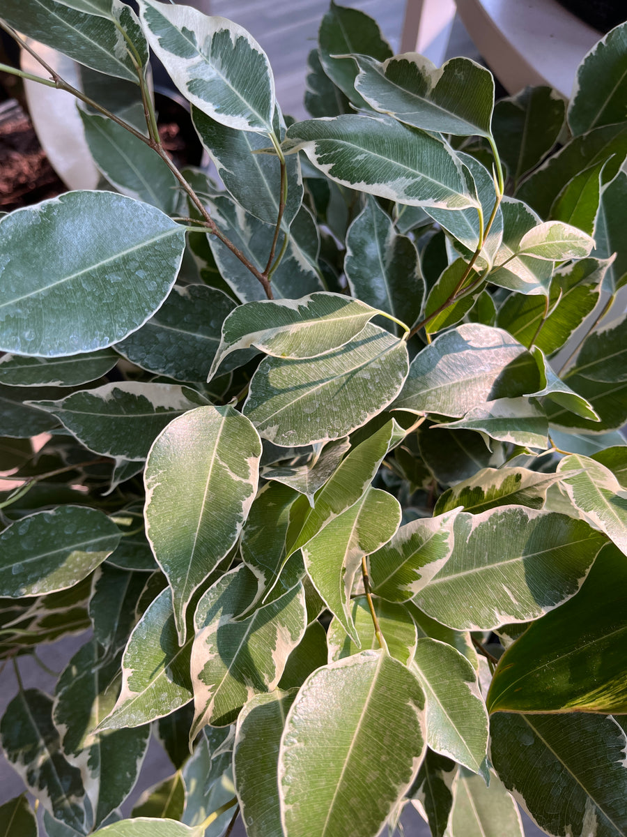 Ficus Benjamina 