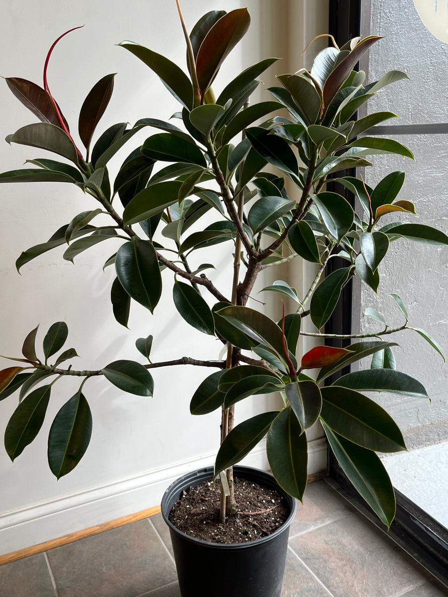 Ficus Elastica Melany