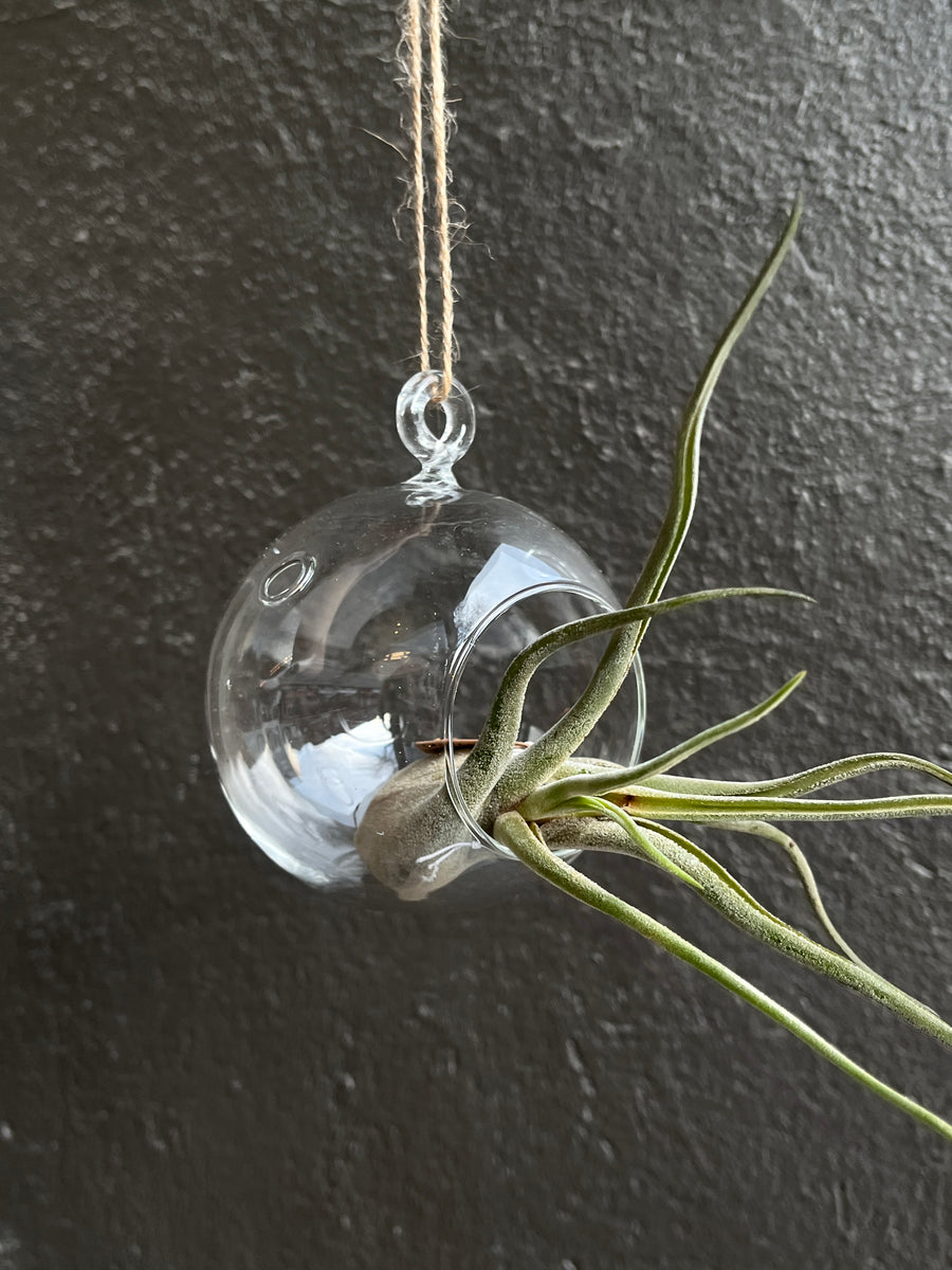 Hanging Glass Globe Holder