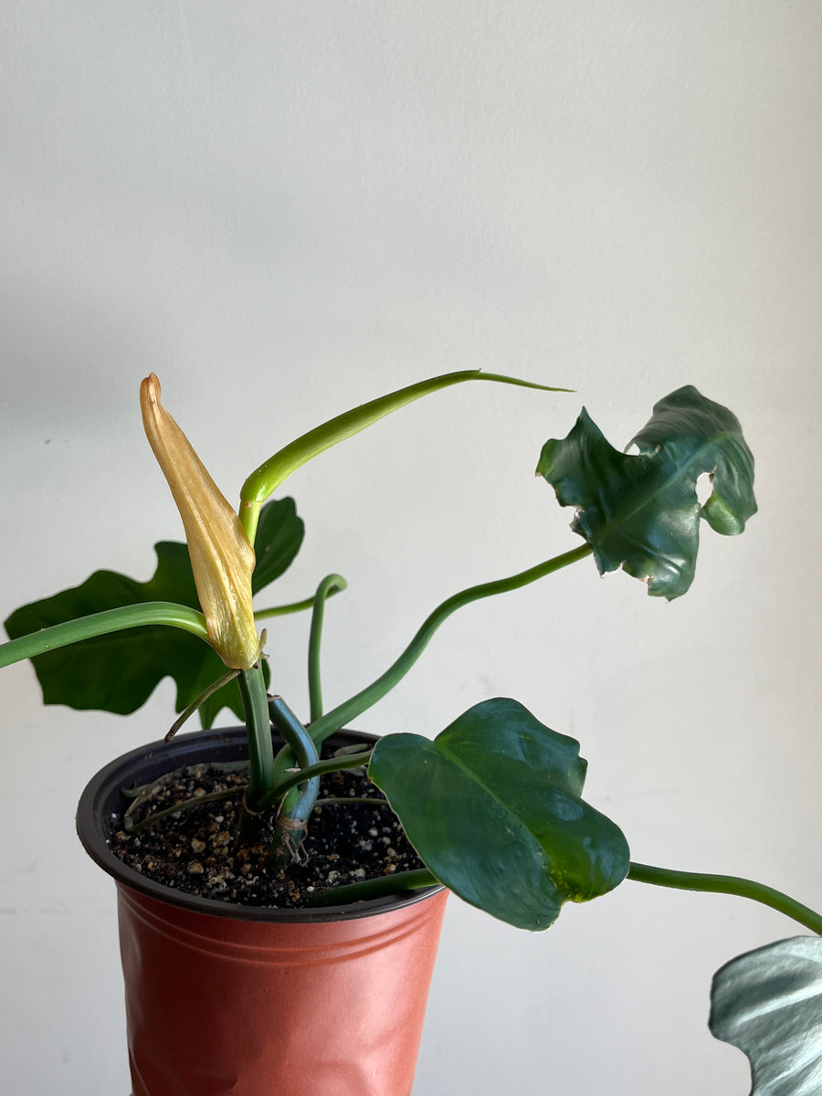 Philodendron Green Dragon