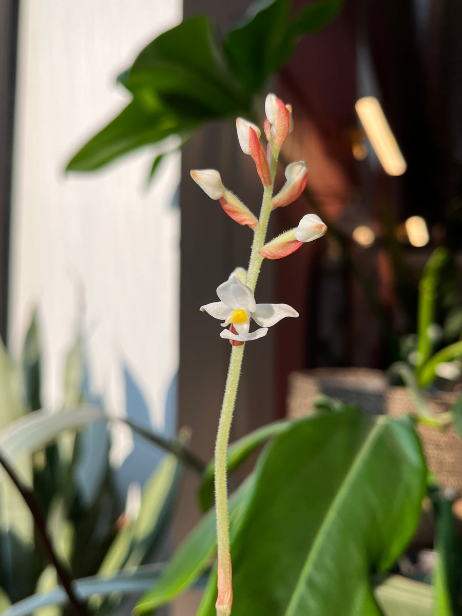 Jewel Orchid Ludisia discolor