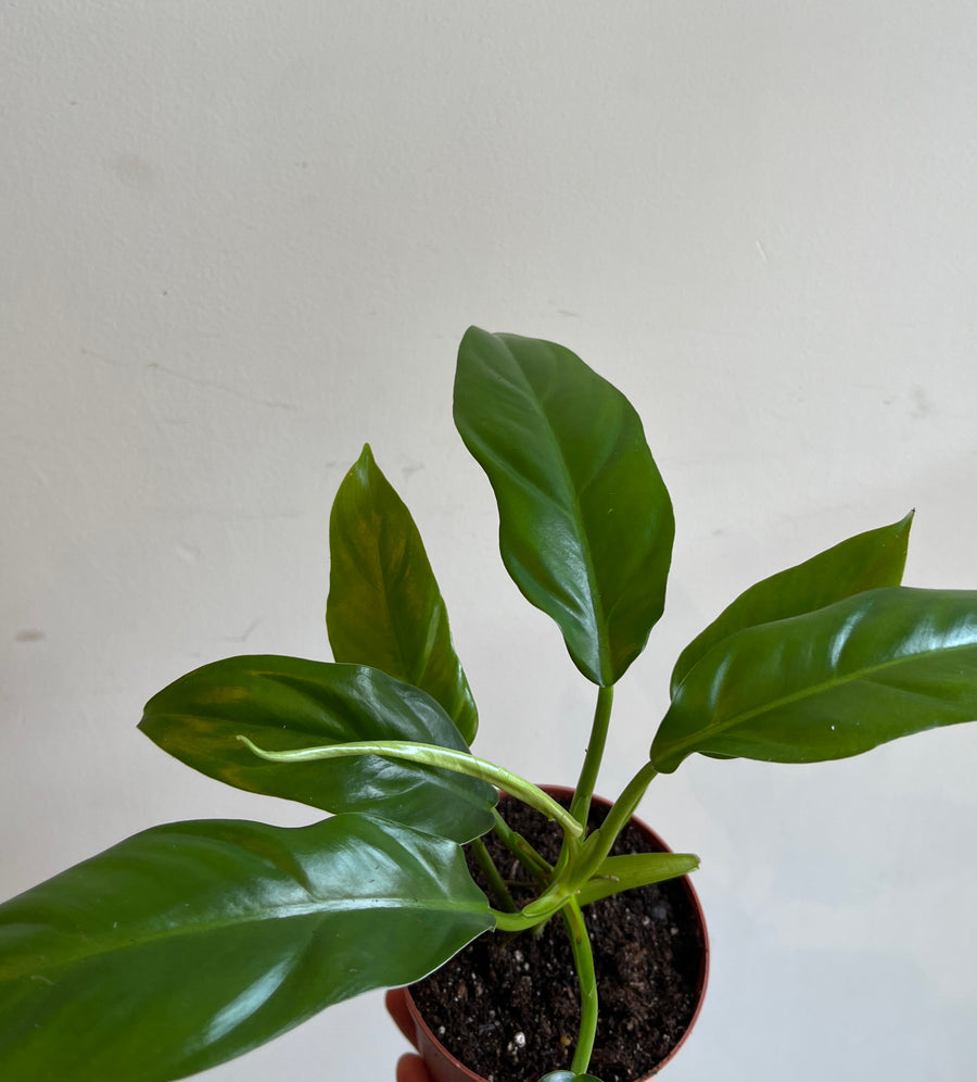 Philodendron Lacerum