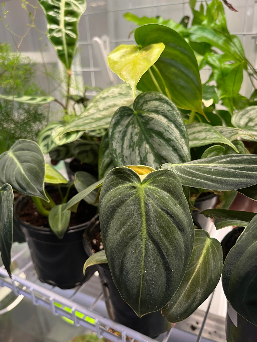 Philodendron melonchrysum