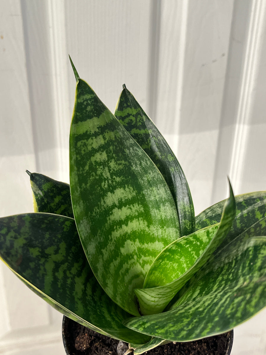 Snake plant with broad pointed leaves and yellow tinted green stripes
