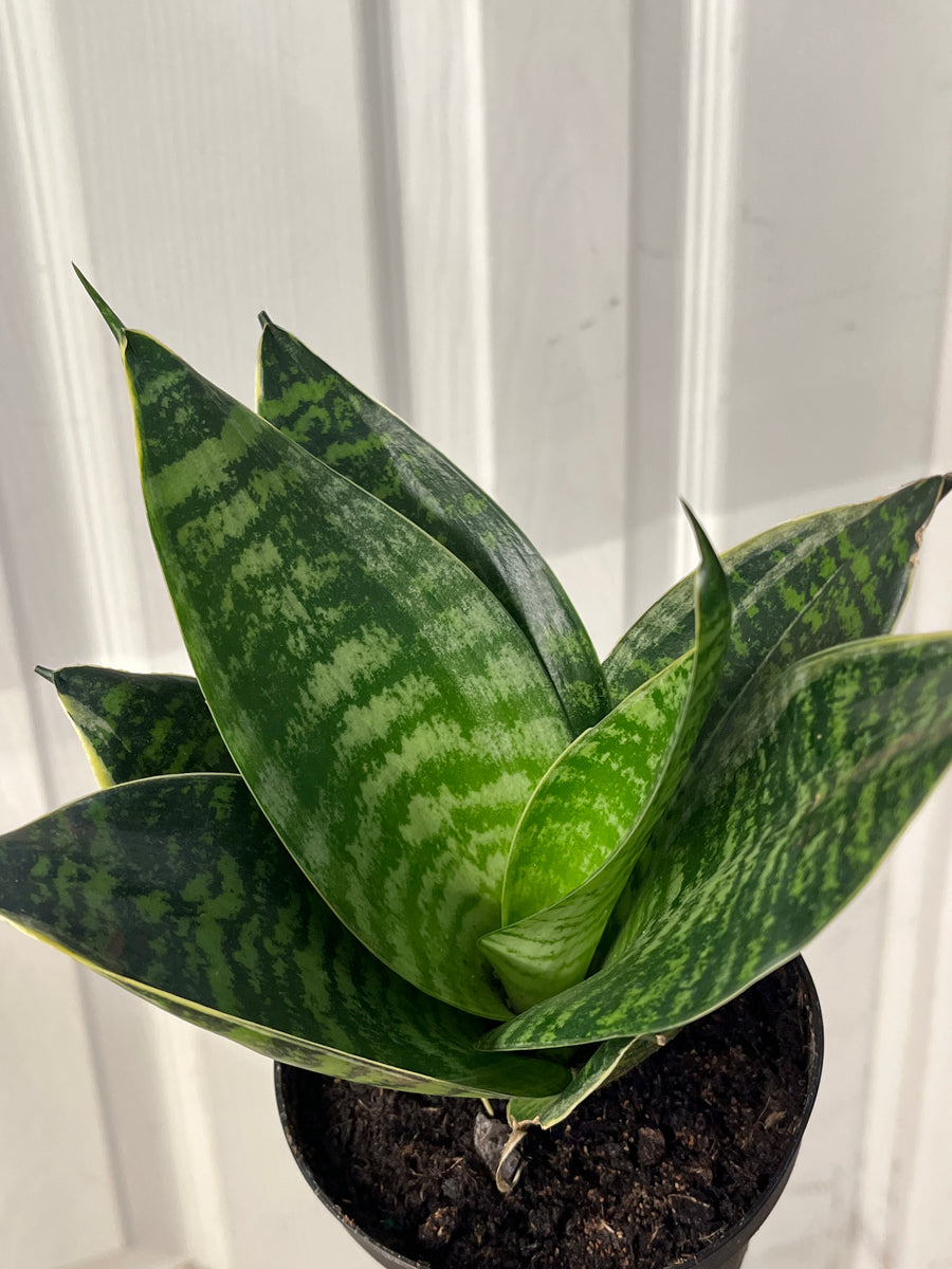 Snake plant with broad pointed leaves and yellow tinted green stripes