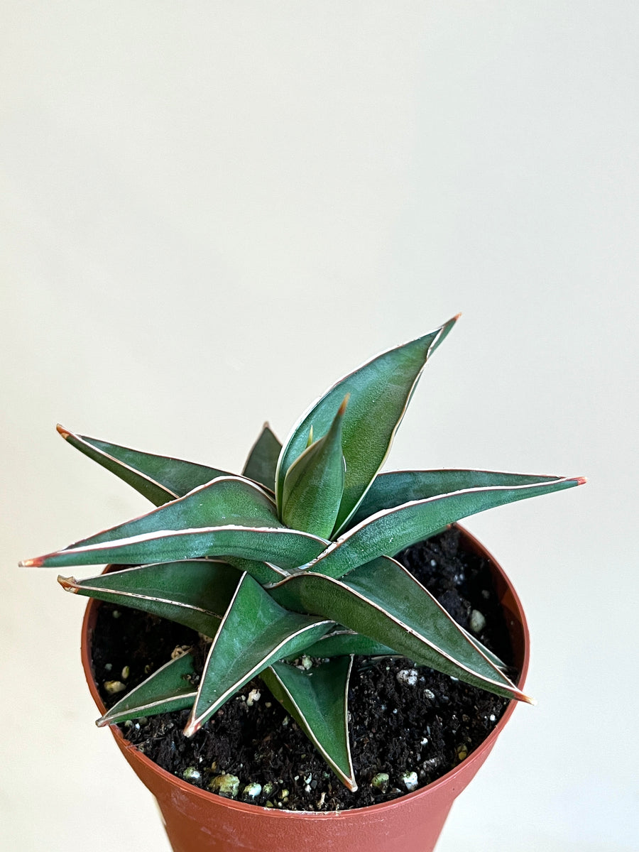 Side view of small snake plant with green pointed leaves