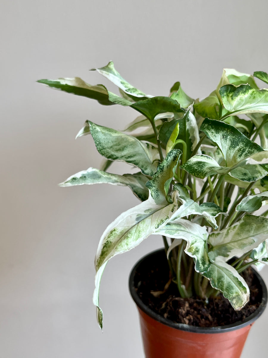 Syngonium Starlite thin leaves speckled mint color