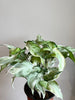 Syngonium Starlite thin leaves white speckled mint color