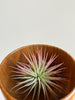 Small green and red tillsandia air plant in a wooden bowl