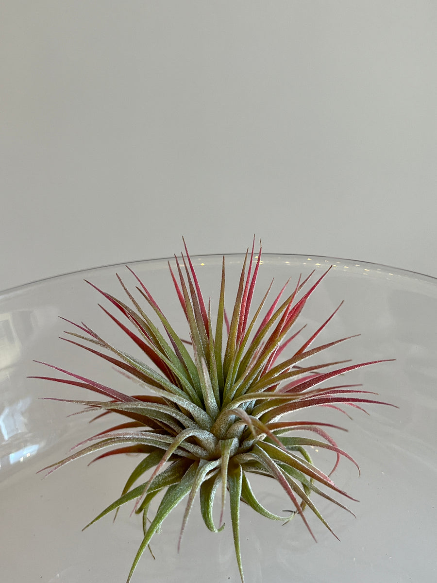 Small green and red tillsandia air plant sitting in a glass bowl