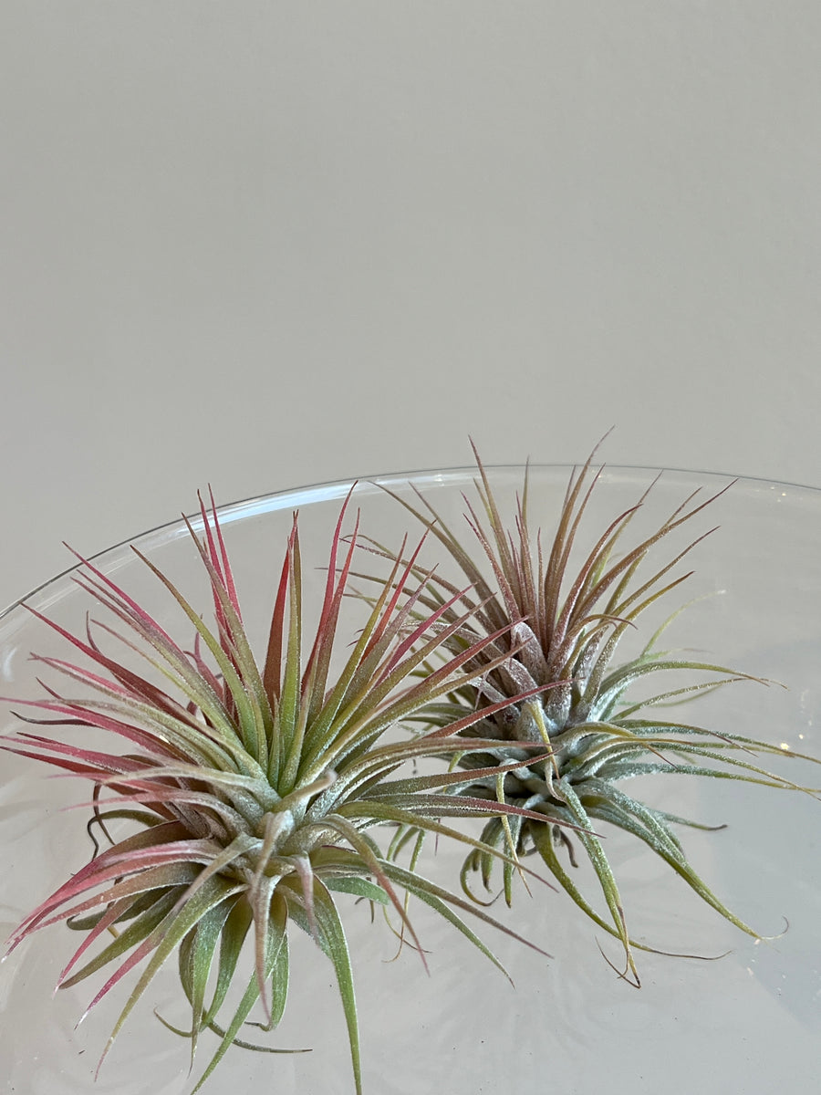 Two small green and red tillsandia air plants sitting in a glass bowl