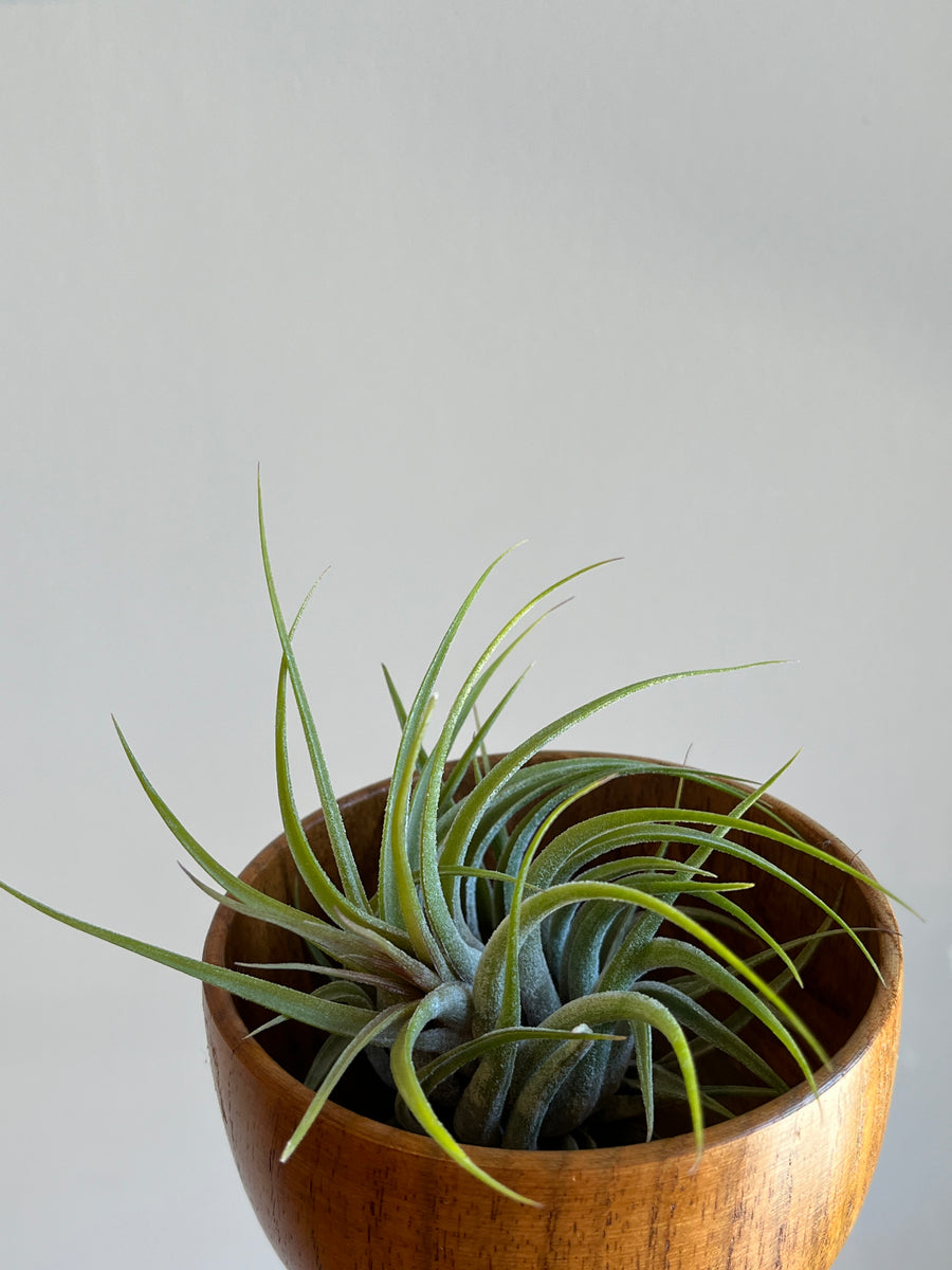 Medium bright green tillsandia air plant sitting in a wood bowl