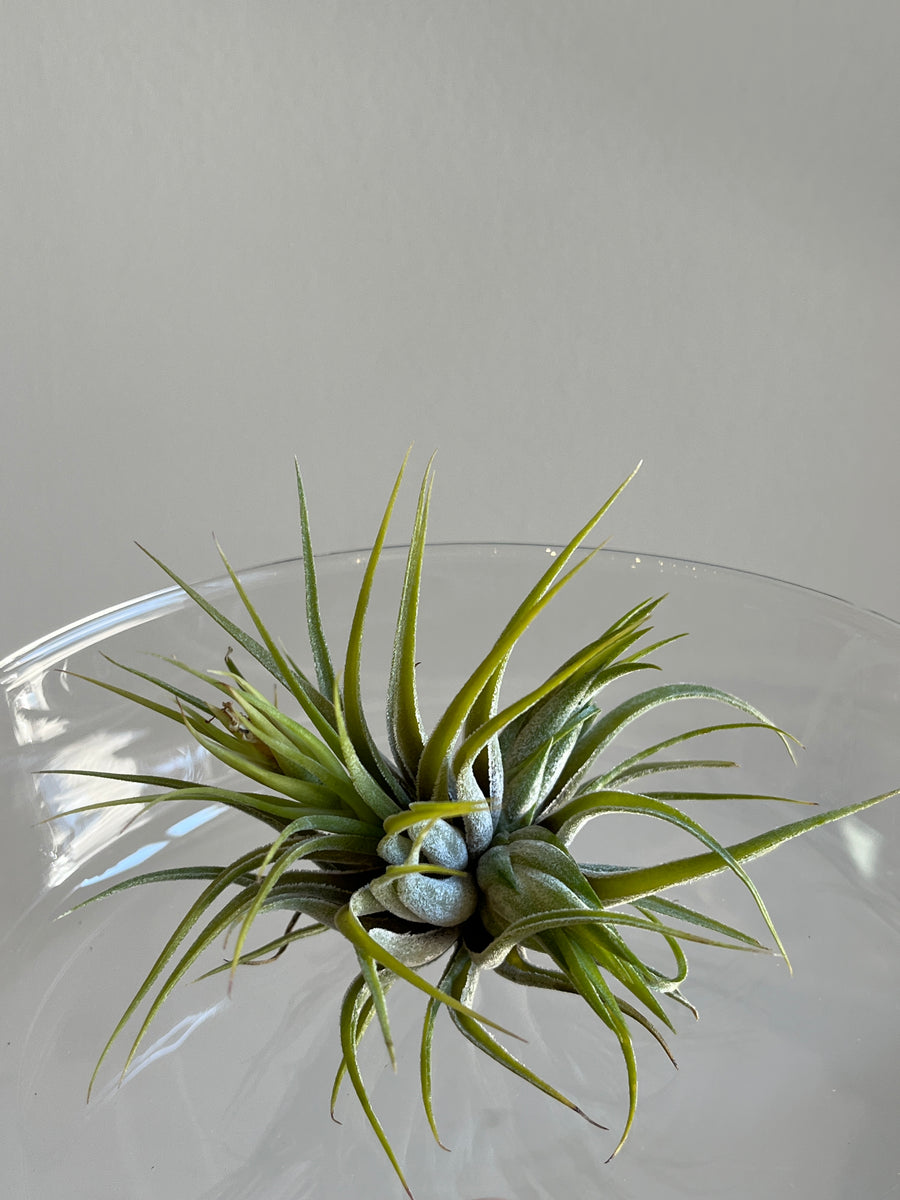 One medium sized bright green tillsandia air plant with a small air plant growing off side sitting in glass bowl