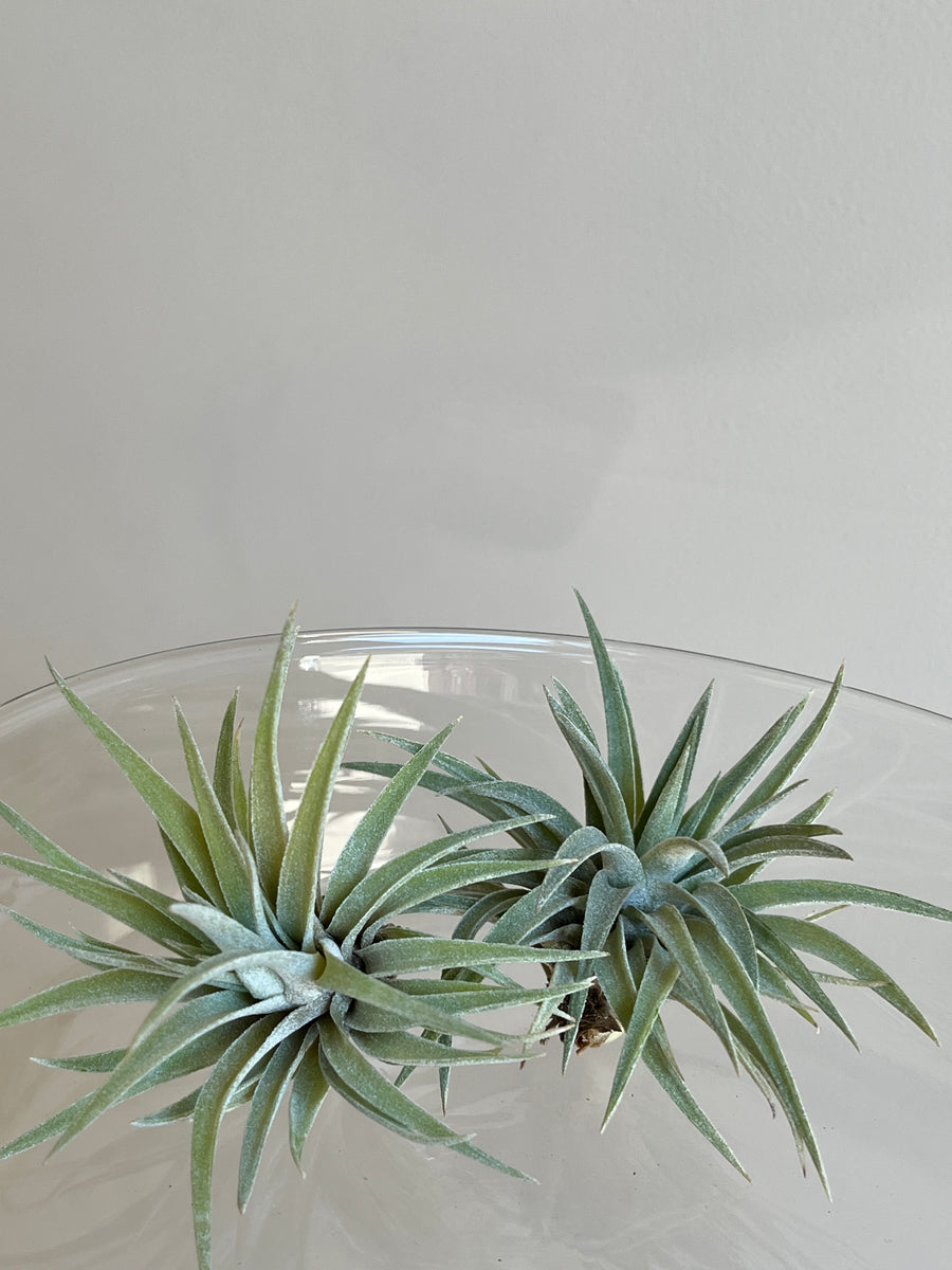 Two Medium tillsandia air plant with light green thick leaves sitting in glass bowl
