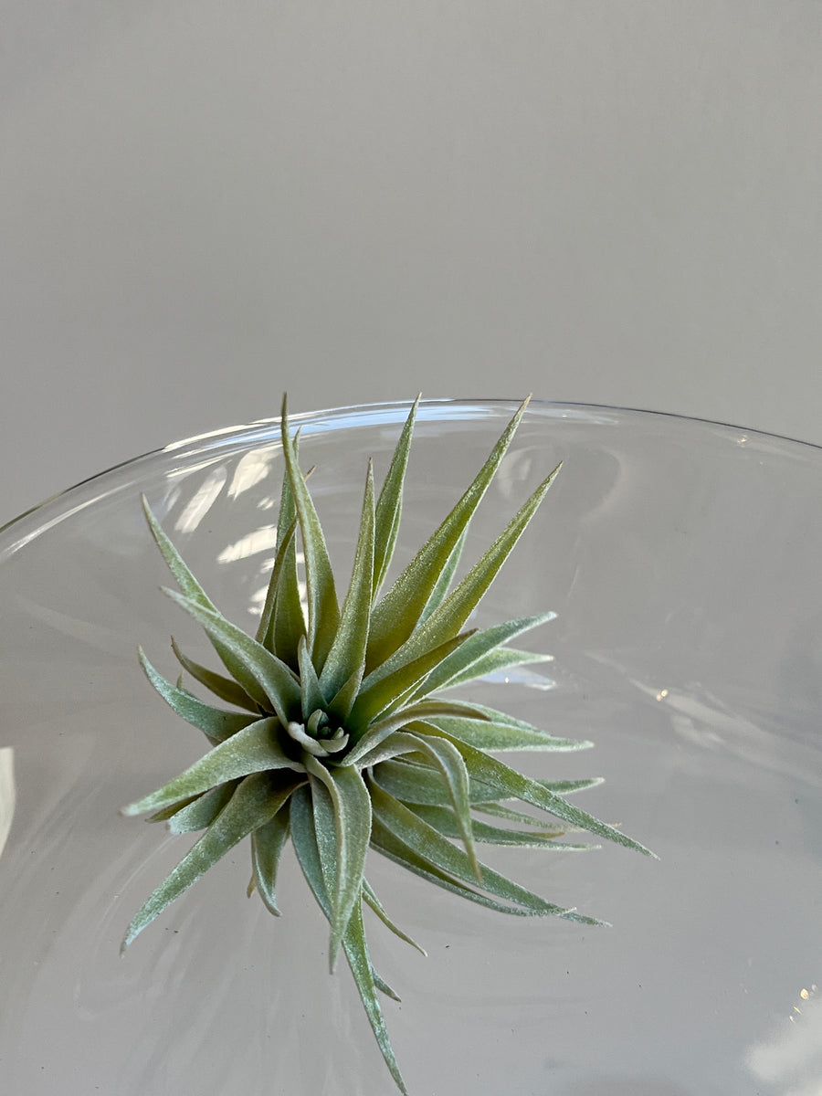 Medium tillsandia air plant with light green thick leaves sitting in glass bowl