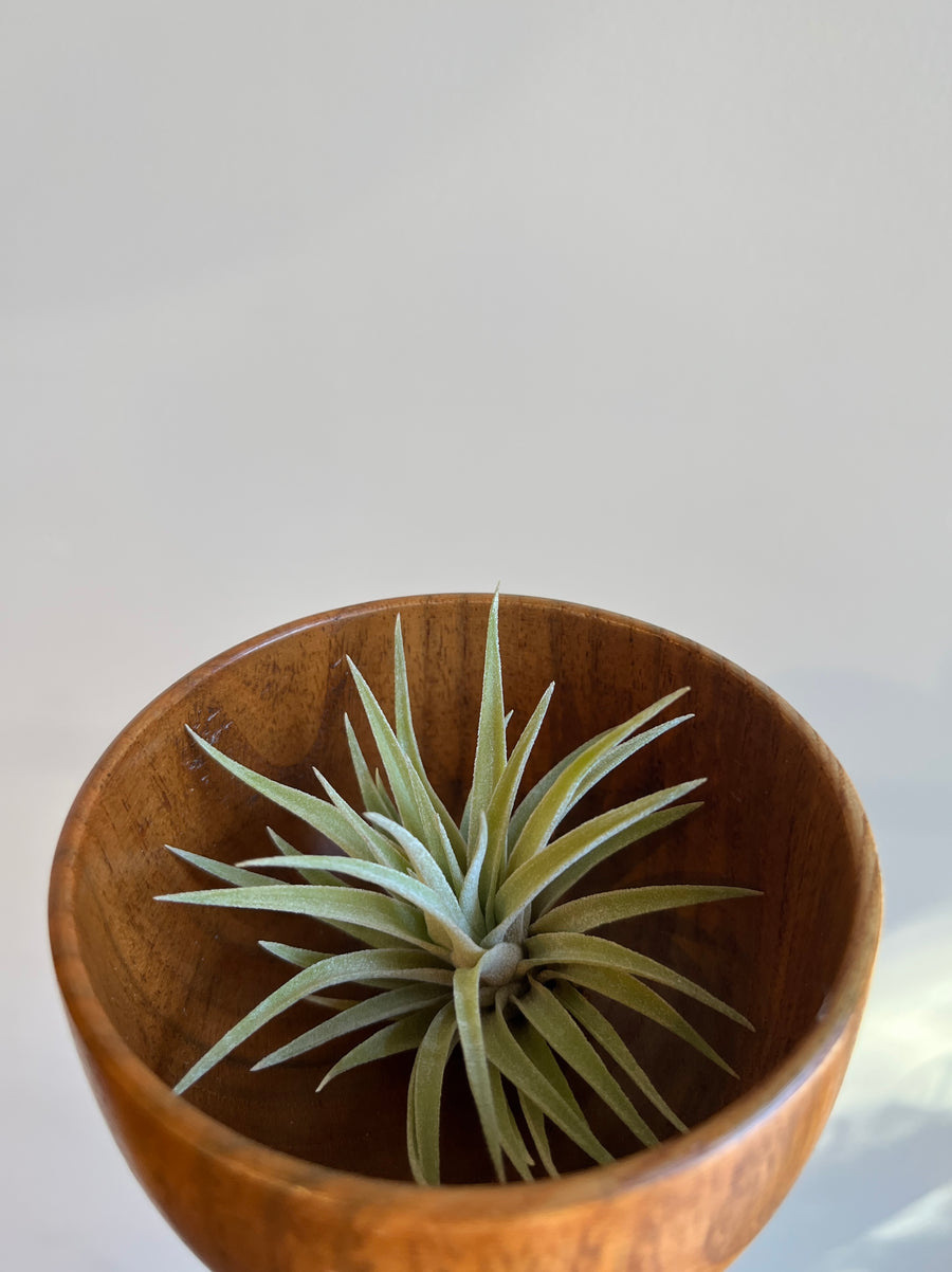 Medium tillsandia air plant with light green thick leaves sitting in wood bowl