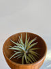 Medium tillsandia air plant with light green thick leaves sitting in wood bowl
