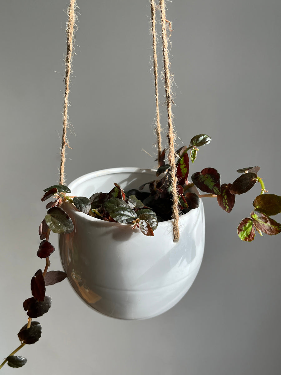 White Globe Hanging Pot
