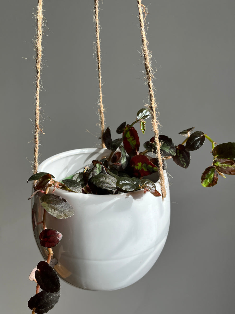 White Globe Hanging Pot