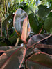 Rubber tree with large green and pink mottled leaves