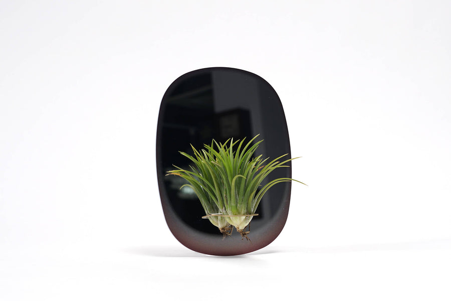 Rectangle Mirror Planter for Air Plants