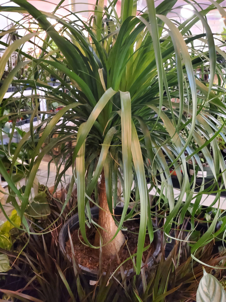 Plant Salon - Ponytail Palm Tree