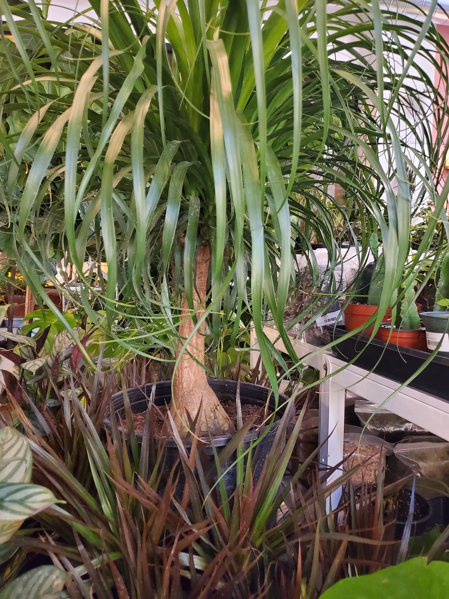 Plant Salon - Ponytail Palm Tree