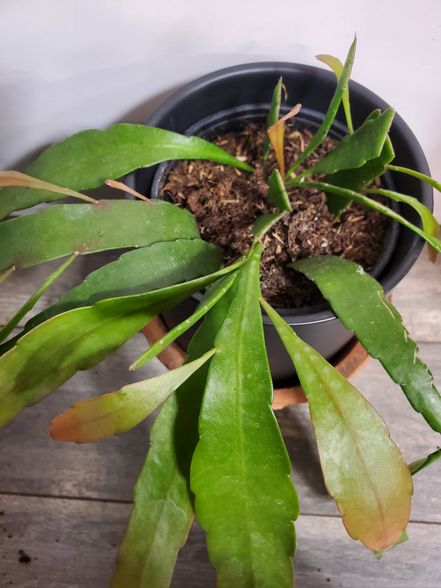 Plant Salon - Rhipsalis Pseudorhipsalis