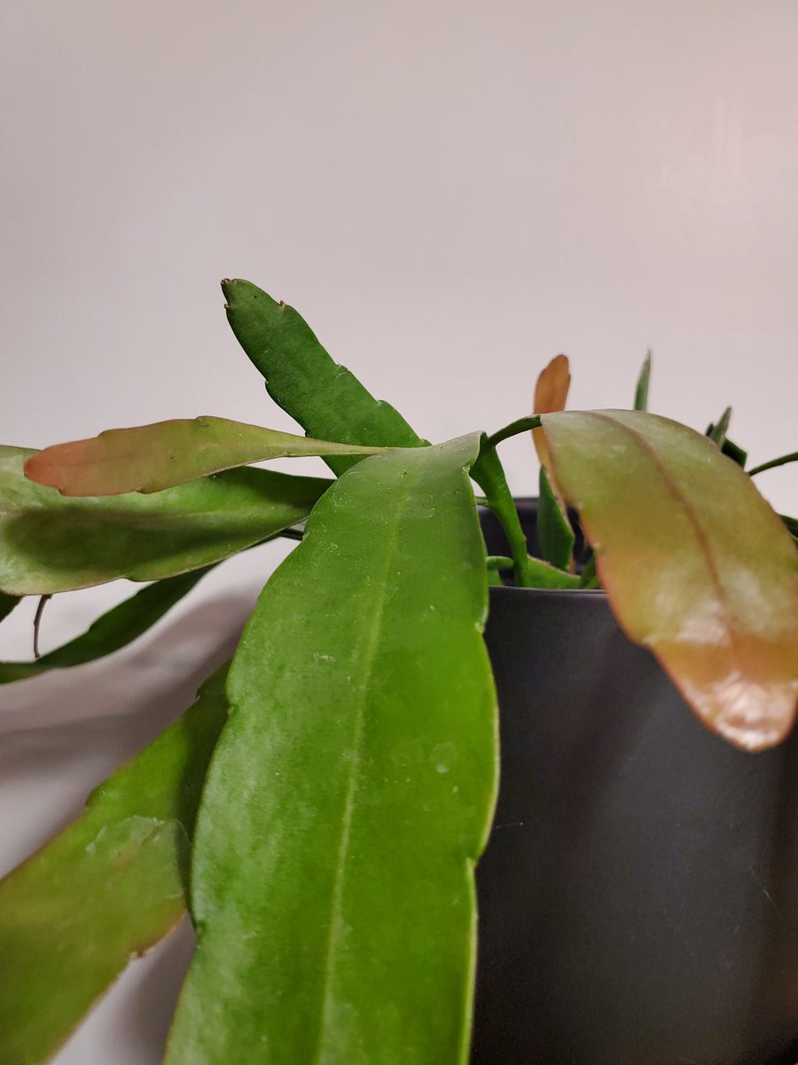Plant Salon - Rhipsalis Pseudorhipsalis