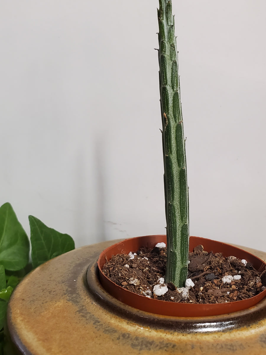 Kleinia Stapeliiformis 'Pickle plant'