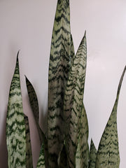 Sansevieria Zeylonica - Plant Salon