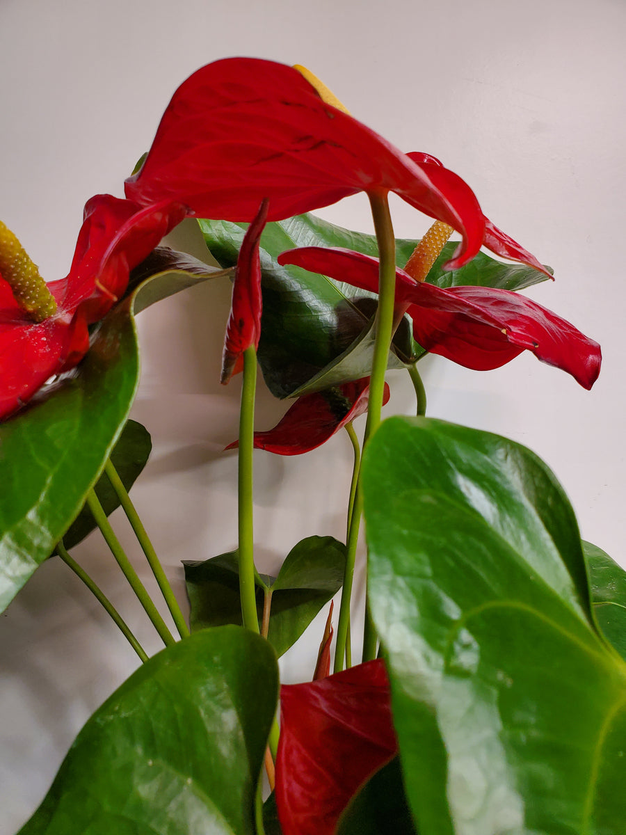Plant Salon - Anthurium Andraeanum (Red)