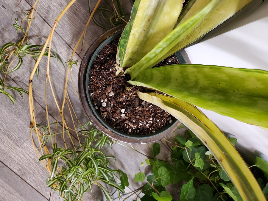 Plant Salon - Muriel Pot