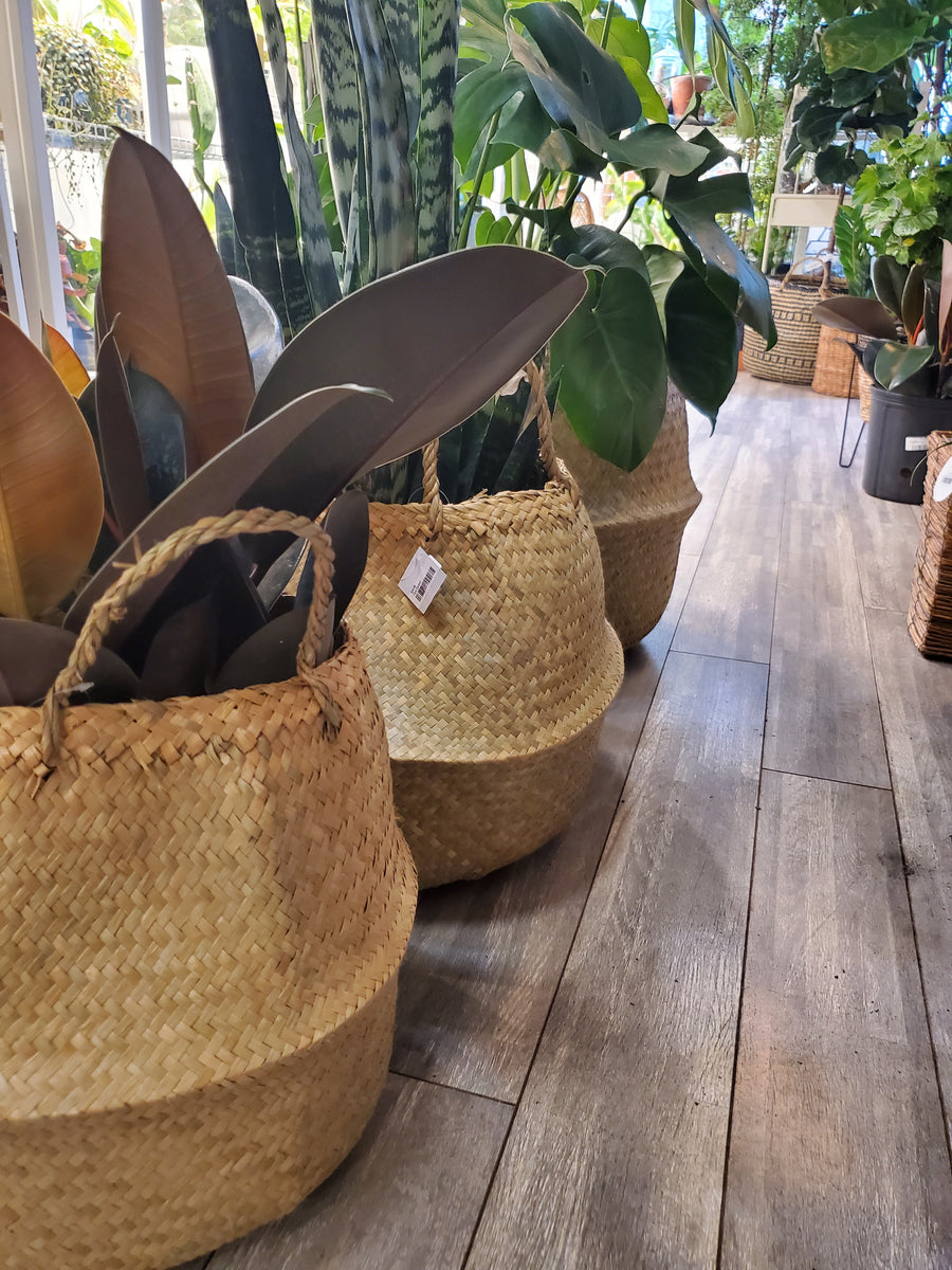 Plant Salon - Yaya Basket