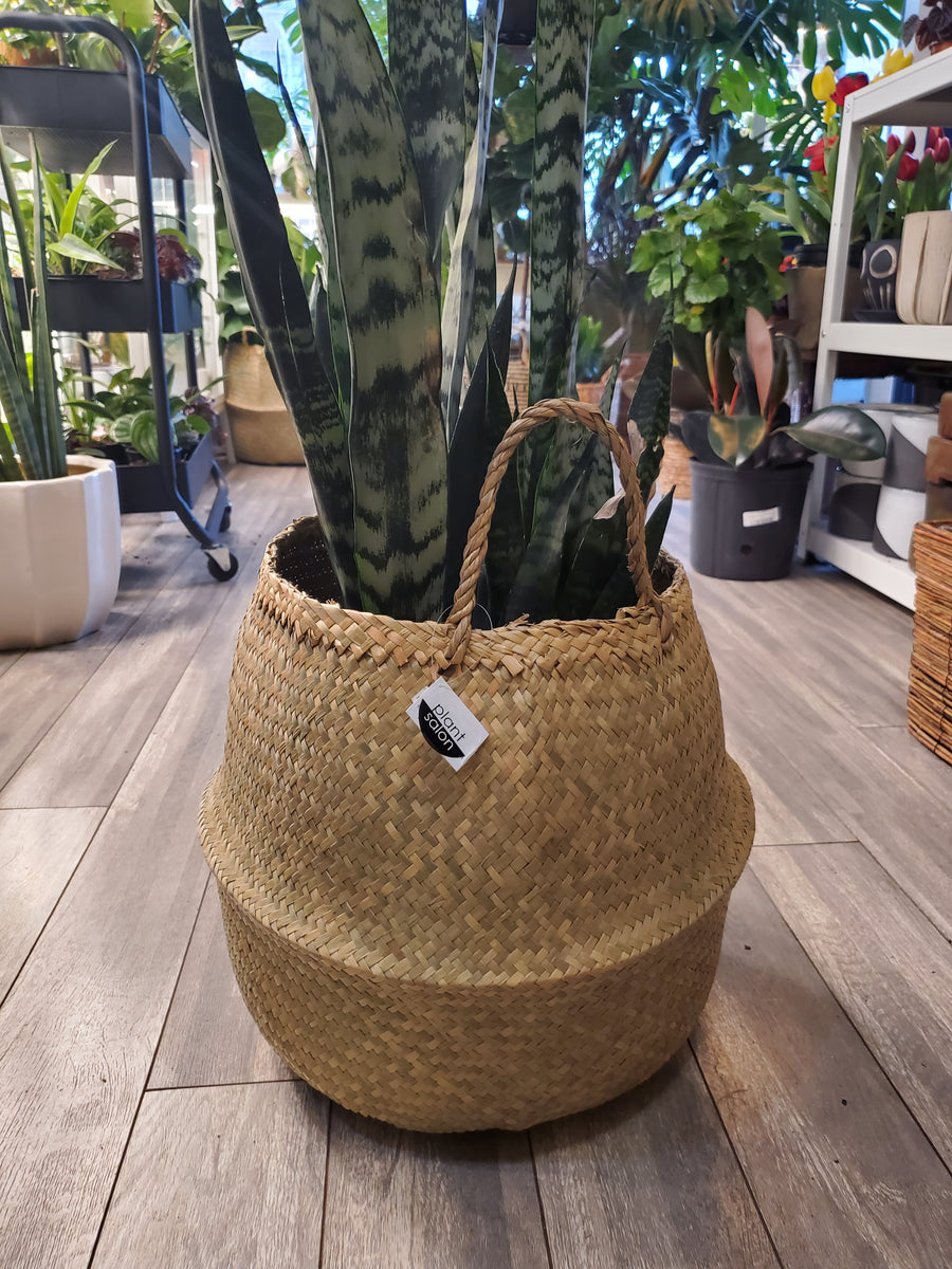 Plant Salon - Yaya Basket