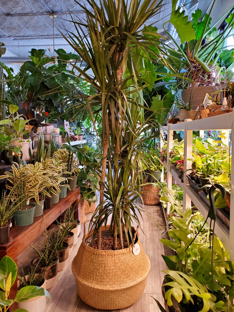 Dracaena Marginata - Plant Salon